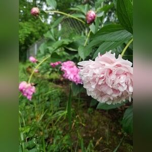 2 Pink peonies rooted starter